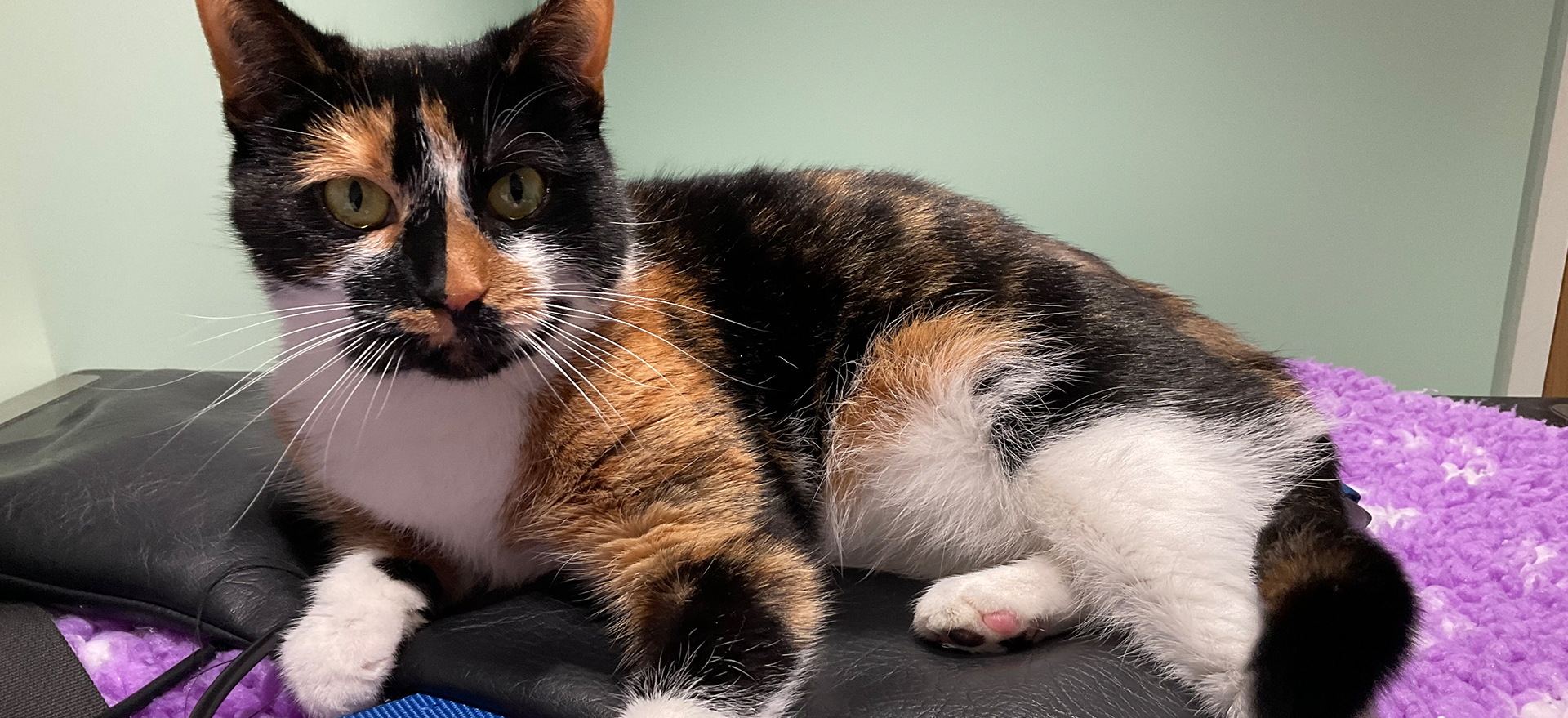 Pheonix Veterinary Physiotherapy